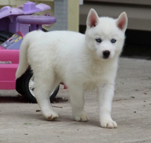 White Siberian Husky Puppies for Sale