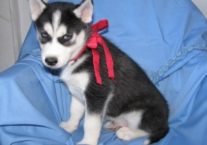 Siberian Husky Puppies