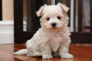 Male Maltese Puppy