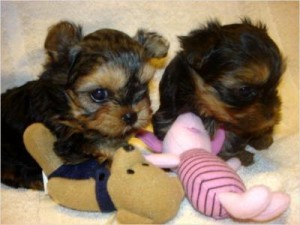 Parti Teacup Yorkie Pups