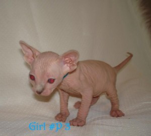 Beautiful Female TICA Sphynx Kitten