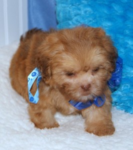 Shih-Poo Puppies for Adoption
