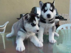 Siberian Husky Pups Available