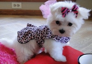 Beautiful Teacup Maltese Puppies Sale