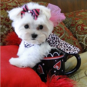 Beautiful Tiny Maltese Puppies