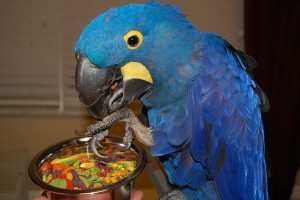 A Pair of Hyacinth Macaw Parrots