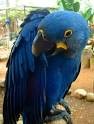 Pair of Hyacinth Macaws for Sale