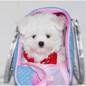 Charming Teacup Maltese Puppies