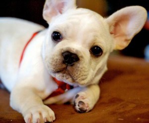 Cute Purebreed French Bulldogs