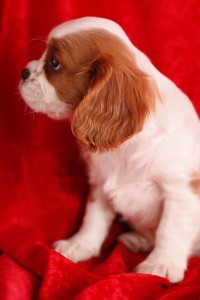 Cavalier King Charles Spaniel Puppies for Adoption