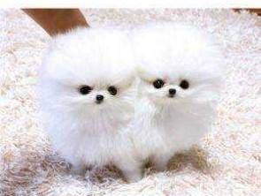 Adorable Pomeranian Puppies