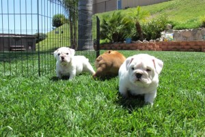 English Bulldog Male Pups for Sale