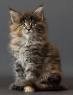 Quality Maine Coon Kitten