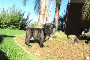 Two French Bulldog Puppies for Adoption