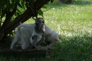 Intelligent Capuchin Monkey for Sale