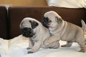 Pug Puppies For Adoption