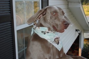 Beautiful Weimaraner Puppy for Sale