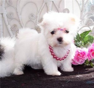 Friendly Teacup Maltese Puppies