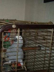 6 years old African Grey for Sale
