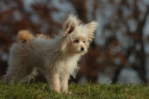 Affectionate Teacup Yorkshire Terrier puppy