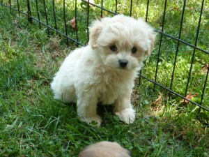 Adorable Maltipoo, Shipoo and Other Small Breeds