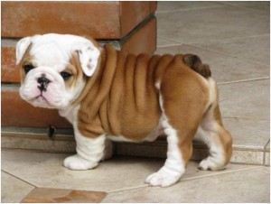 Pretty Female English Bulldog Puppy