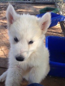 Siberian Huskies