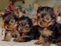 Beautiful Little Yorkie for Sale