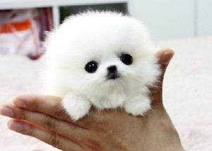 Pomeranian Pups for Adoption