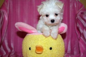 Adorable Teacup Maltese Puppies For Adoption