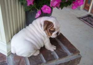 English Bulldog Puppies for Sale