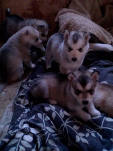 AKC Registered Siberian Husky Puppies