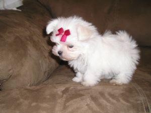 Purebred Teacup Maltese