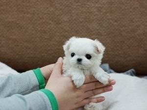 Awesome T-Cup Maltese puppies