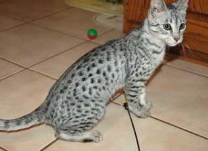 Savannah Kittens For Sale