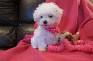 Maltipoo Puppies for Sale