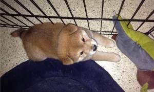 FAMILY RAISED SHIBA INU PUPPIES IN EED OF PETS LOVING HOME