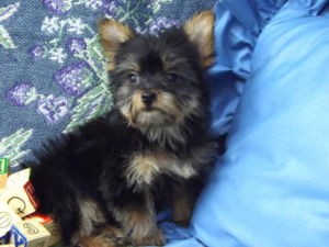 Sweet Little Yorkshire Terrier Puppies