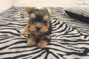 Two Yorkie Puppy for Adoption