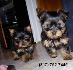 T-cup Size Yorkies for Sale