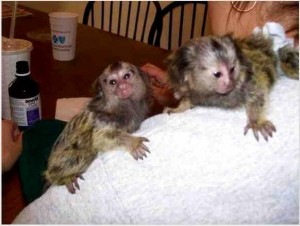 Trained Pygmy Marmoset Monkey