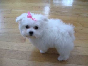 Home Trained Teacup Maltese Puppies