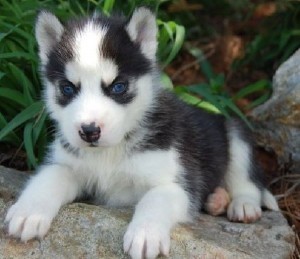 Husky Male - 14 Weeks old - $250