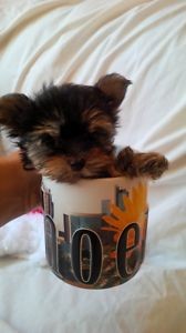 Yorkshire Terrier Puppy for sale