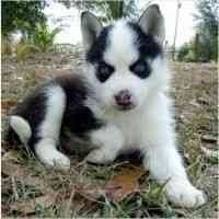 White Purebred Siberian Husky