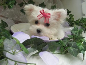 Purebred Teacup Maltese Puppies