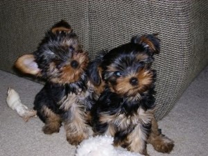 Beautiful Yorkshire Terrier