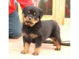 Cute Female Rottweiler Puppy