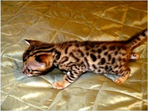 Bengal Kittens