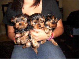 4 CUTE Yorkies for Sale